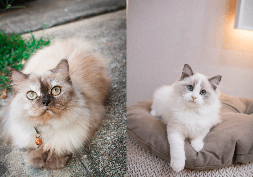 الفرق بين قط راغدول و قط هيمالايا: أيهما الأنسب لك