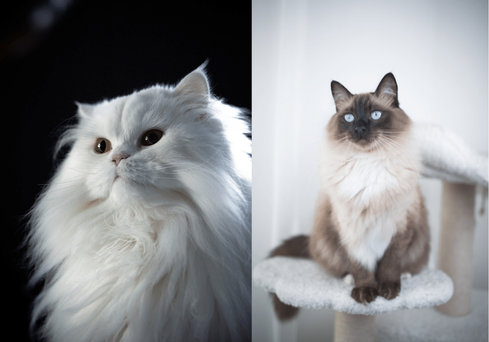 الفرق بين القط الراغدول و القط الشيرازى: أيهما الأفضل
