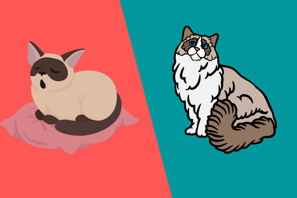 الفرق بين قط راغدول وقط بيرمان: أيهما الأفضل لك