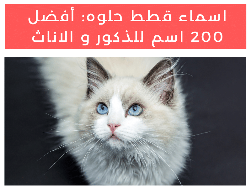 أسماء قطط حلوه: أفضل 200 اسم للذكور و الاناث
